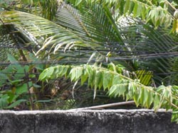 Electricity supply Iloilo - click for full size image.